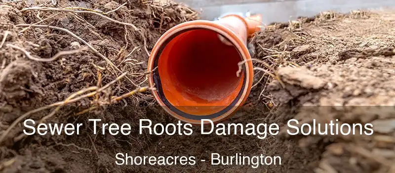 Sewer Tree Roots Damage Solutions Shoreacres - Burlington